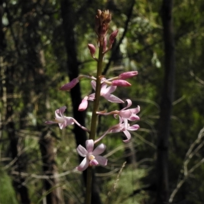 Dipodium roseum (Rosy Hyacinth Orchid) at Paddys River, ACT - 1 Jan 2019 by JohnBundock