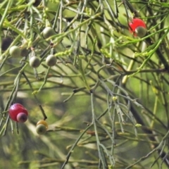Exocarpos cupressiformis (Cherry Ballart) at Paddys River, ACT - 2 Jan 2019 by JohnBundock