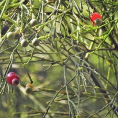 Exocarpos cupressiformis (Cherry Ballart) at Paddys River, ACT - 1 Jan 2019 by JohnBundock