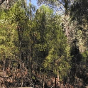 Exocarpos cupressiformis at Paddys River, ACT - 2 Jan 2019