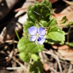 Veronica calycina (Hairy Speedwell) at Paddys River, ACT - 2 Jan 2019 by JohnBundock