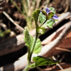 Veronica calycina at Paddys River, ACT - 2 Jan 2019 10:52 AM