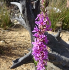 Lythrum salicaria (Purple Loosestrife) at Molonglo Valley, ACT - 19 Dec 2018 by galah681