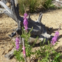 Lythrum salicaria at Molonglo Valley, ACT - 20 Dec 2018