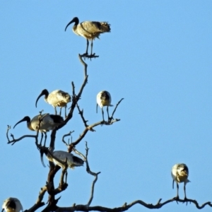 Threskiornis molucca at Hume, ACT - 1 Jan 2019