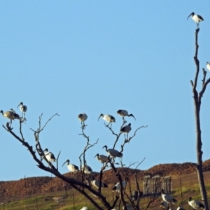 Threskiornis molucca at Hume, ACT - 1 Jan 2019