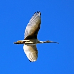 Threskiornis molucca at Hume, ACT - 1 Jan 2019