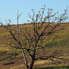 Threskiornis molucca at Hume, ACT - 1 Jan 2019