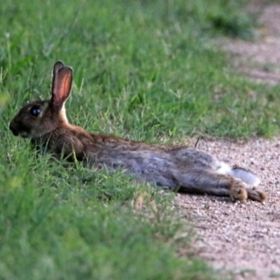 Oryctolagus cuniculus (European Rabbit) at Fyshwick, ACT - 1 Jan 2019 by RodDeb