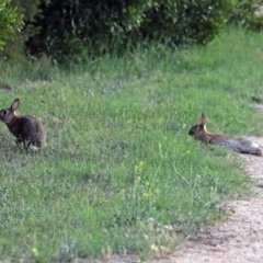 Oryctolagus cuniculus at Fyshwick, ACT - 1 Jan 2019 08:30 PM