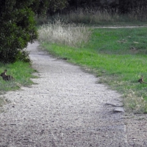 Oryctolagus cuniculus at Fyshwick, ACT - 1 Jan 2019