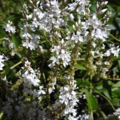 Veronica derwentiana subsp. maideniana at Paddys River, ACT - 2 Jan 2019 by JohnBundock