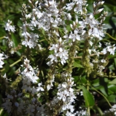 Veronica derwentiana subsp. maideniana at Paddys River, ACT - 1 Jan 2019 by JohnBundock