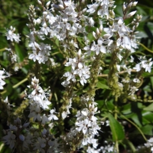 Veronica derwentiana subsp. maideniana at Paddys River, ACT - 2 Jan 2019 10:45 AM