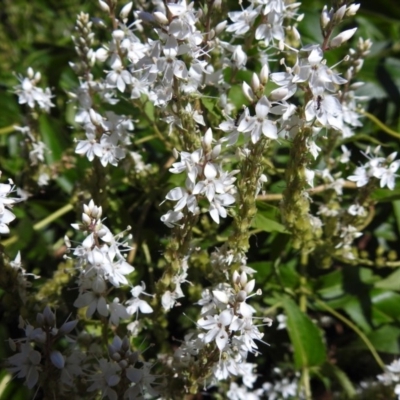 Veronica derwentiana subsp. maideniana at Paddys River, ACT - 2 Jan 2019 by JohnBundock