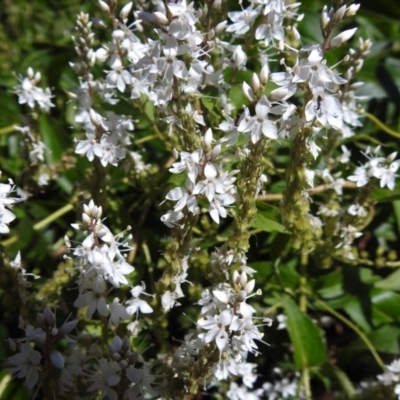 Veronica derwentiana subsp. maideniana at Paddys River, ACT - 1 Jan 2019 by JohnBundock