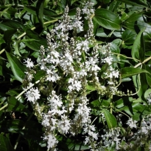 Veronica derwentiana subsp. maideniana at Paddys River, ACT - 2 Jan 2019 10:45 AM