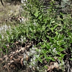 Veronica derwentiana subsp. maideniana at Paddys River, ACT - 2 Jan 2019
