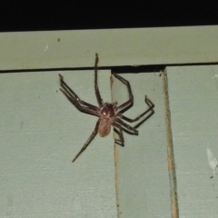 Delena cancerides (Social huntsman spider) at Fyshwick, ACT - 1 Jan 2019 by RodDeb