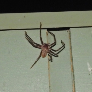 Delena cancerides at Fyshwick, ACT - 1 Jan 2019 08:45 PM