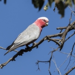 Eolophus roseicapilla (Galah) at Weetangera, ACT - 2 Jan 2019 by AlisonMilton