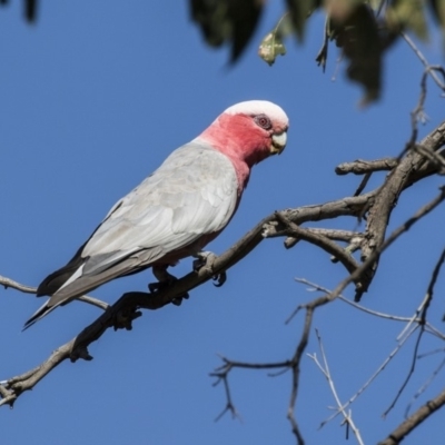 Eolophus roseicapilla (Galah) at Weetangera, ACT - 2 Jan 2019 by AlisonMilton