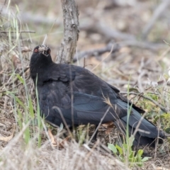 Corcorax melanorhamphos (White-winged Chough) at Dunlop, ACT - 2 Jan 2019 by AlisonMilton