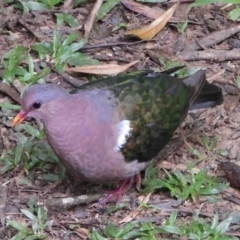 Chalcophaps longirostris (Pacific Emerald Dove) at Booderee National Park - 25 Mar 2017 by michaelb