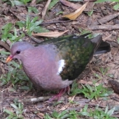 Chalcophaps longirostris (Pacific Emerald Dove) at Booderee National Park - 26 Mar 2017 by MichaelBedingfield