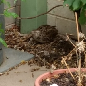 Coturnix japonica at Chapman, ACT - 31 Dec 2018 02:29 PM