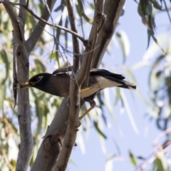 Acridotheres tristis (Common Myna) at Weetangera, ACT - 2 Jan 2019 by AlisonMilton