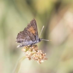 Lucia limbaria (Chequered Copper) at Weetangera, ACT - 2 Jan 2019 by AlisonMilton