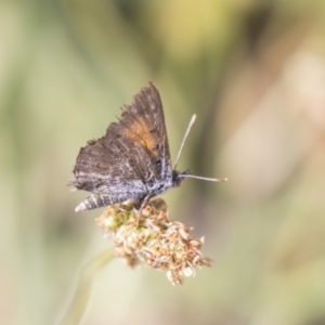 Lucia limbaria at Weetangera, ACT - 2 Jan 2019