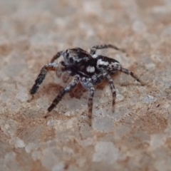 Jotus sp. (genus) (Unidentified Jotus Jumping Spider) at Wombeyan Caves, NSW - 31 Dec 2018 by Laserchemisty