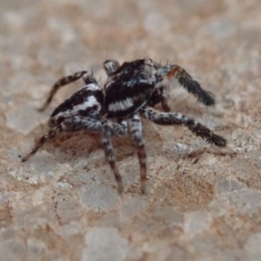 Jotus sp. (genus) at Wombeyan Caves, NSW - 31 Dec 2018 03:23 PM