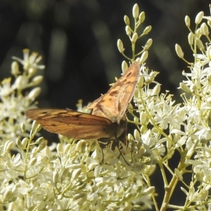 Heteronympha merope at Aranda, ACT - 27 Dec 2018 08:26 AM