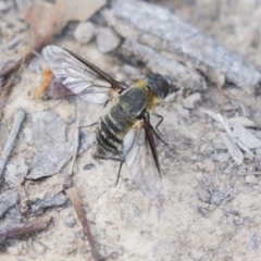 Villa sp. (genus) (Unidentified Villa bee fly) at Dunlop, ACT - 1 Jan 2019 by Alison Milton