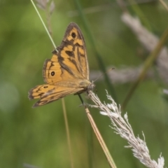 Heteronympha merope (Common Brown Butterfly) at Dunlop, ACT - 2 Jan 2019 by AlisonMilton