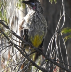 Anthochaera carunculata (Red Wattlebird) at Aranda, ACT - 26 Dec 2018 by KMcCue