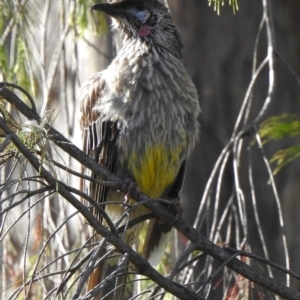 Anthochaera carunculata at Aranda, ACT - 27 Dec 2018