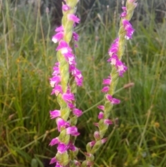 Spiranthes australis (Austral Ladies Tresses) at Fadden, ACT - 2 Jan 2019 by ArcherCallaway