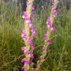 Spiranthes australis (Austral Ladies Tresses) at Fadden Hills Pond - 2 Jan 2019 by ArcherCallaway