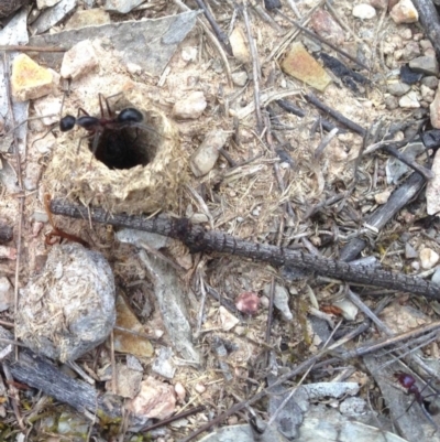Camponotus intrepidus (Flumed Sugar Ant) at Aranda Bushland - 29 Dec 2018 by KMcCue
