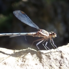 Diphlebia lestoides (Whitewater Rockmaster) at Wombeyan Caves, NSW - 1 Jan 2019 by Laserchemisty