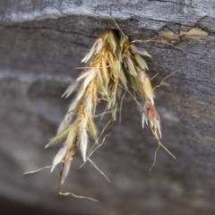 Isodontia sp. (genus) (Unidentified Grass-carrying wasp) at Dunlop, ACT - 1 Jan 2019 by Alison Milton