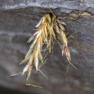 Isodontia sp. (genus) at Dunlop, ACT - 2 Jan 2019