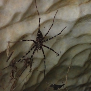 Megadolomedes australianus at Wombeyan Caves, NSW - 1 Jan 2019 04:19 PM