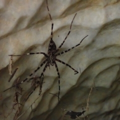 Megadolomedes australianus (Giant water spider) at Wombeyan Caves, NSW - 1 Jan 2019 by Laserchemisty
