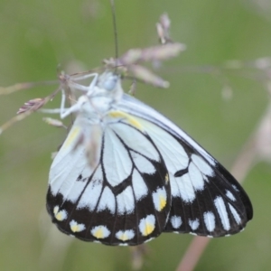 Belenois java at Cotter River, ACT - 31 Dec 2018