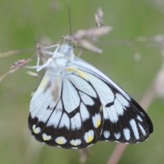 Belenois java (Caper White) at Cotter River, ACT - 31 Dec 2018 by Harrisi